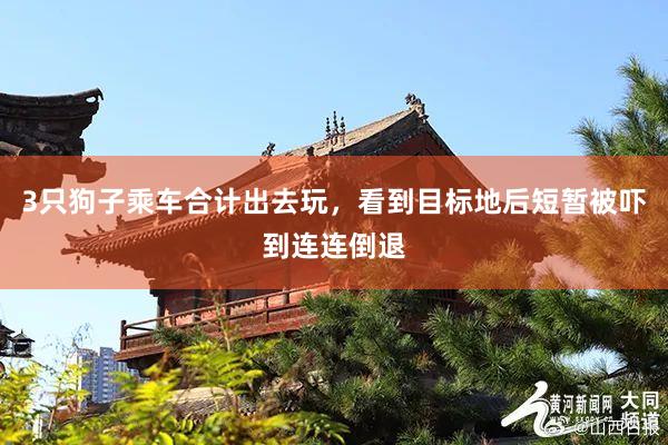 3只狗子乘车合计出去玩，看到目标地后短暂被吓到连连倒退