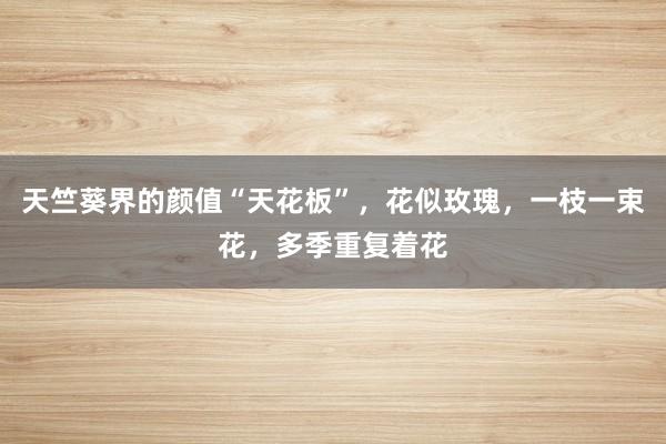 天竺葵界的颜值“天花板”，花似玫瑰，一枝一束花，多季重复着花